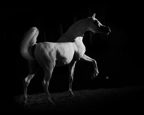 Al Adeed Al Shaqab ( Ansata Halim Shah x Sundar Alisayyah )